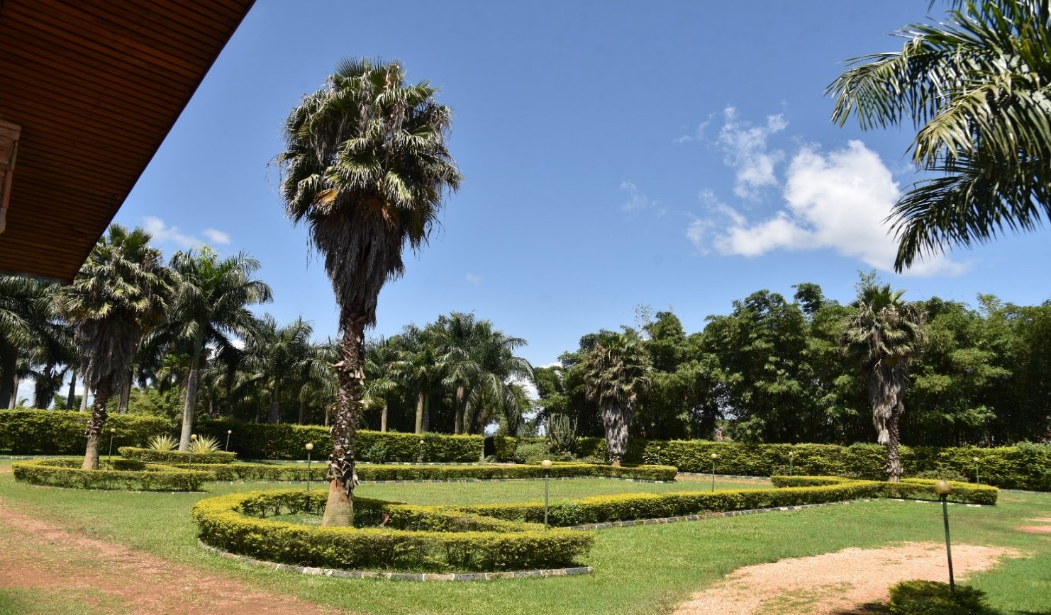 Clipped hedges and garden pathways