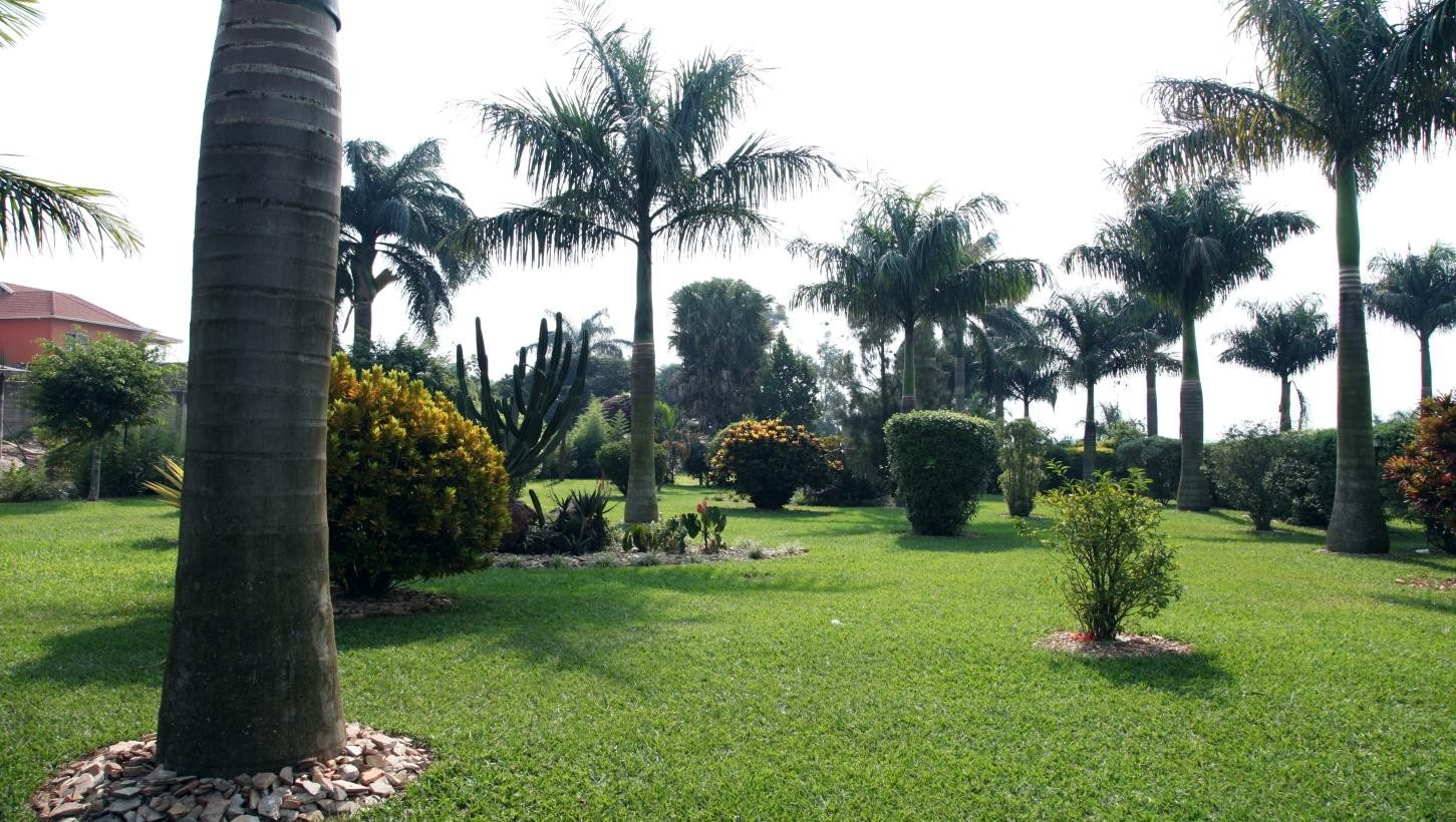 Hotel garden lawn and palms